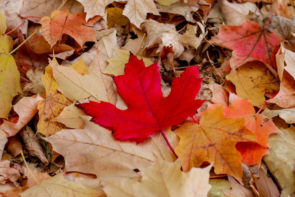 a single red maple leaf in a pile of brown leaves