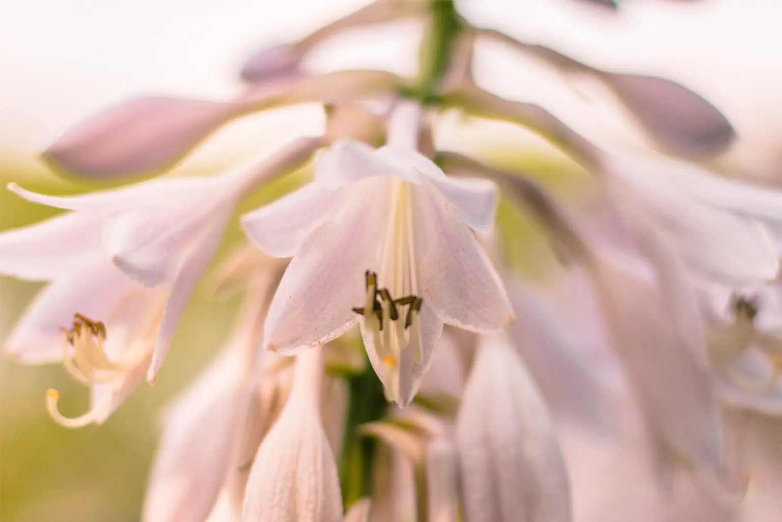 close up of pink toned flower