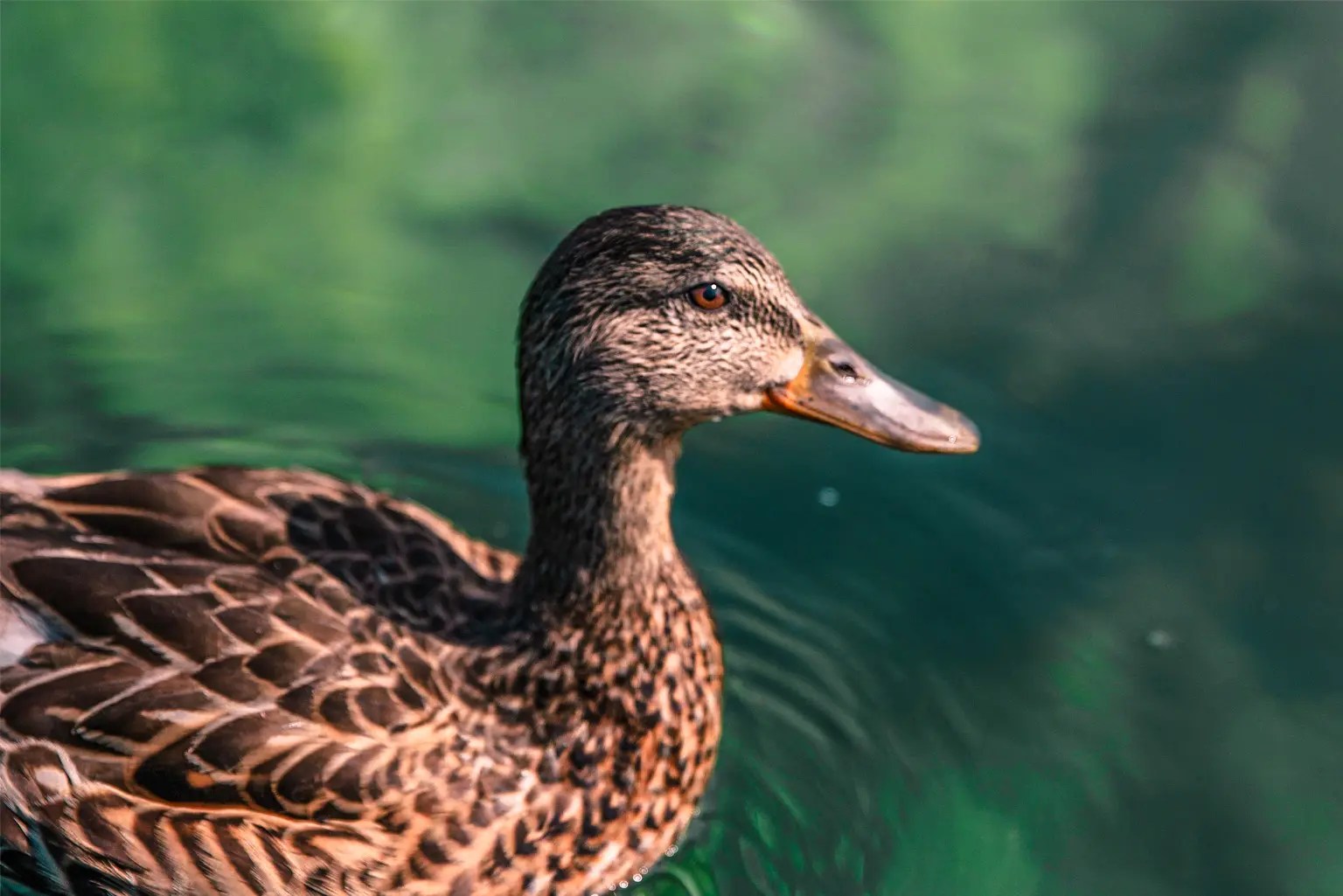 close up of a Canadian duck on crystal clear waters