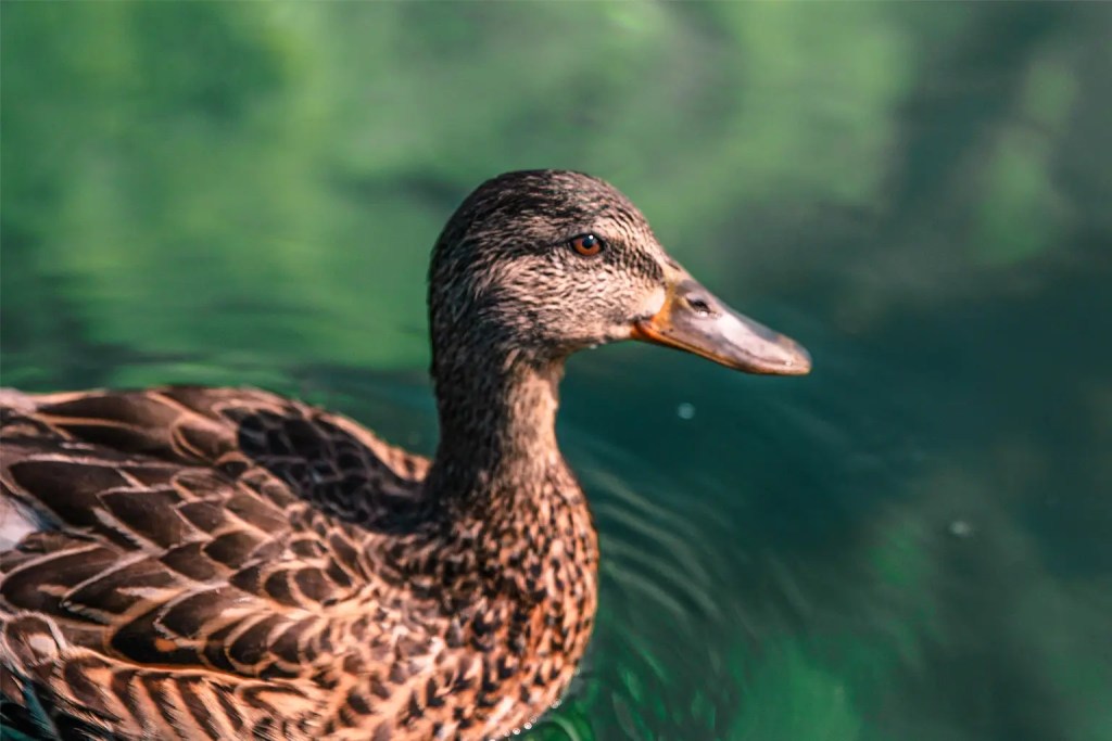 close up of a Canadian duck on crystal clear waters