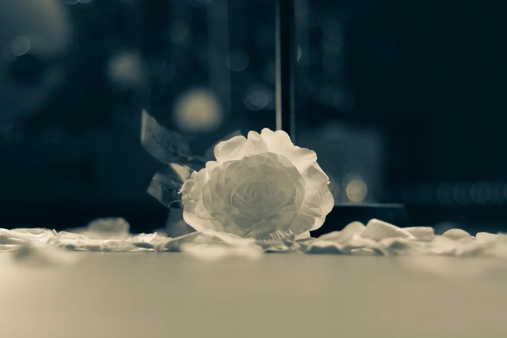 a single white rose at the base of a microphone stand and petals all around it